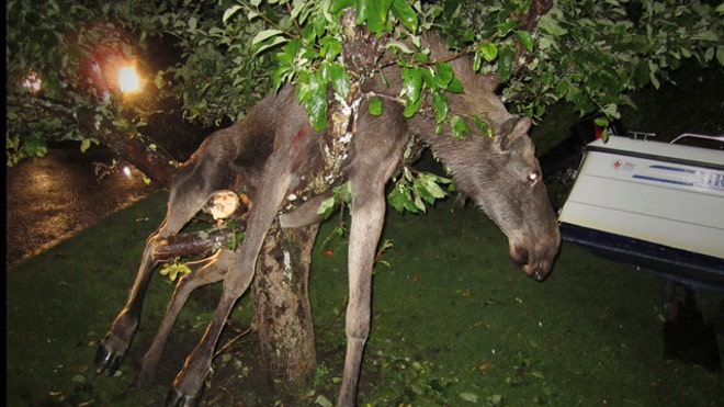 Drunk Moose Found in Sweden